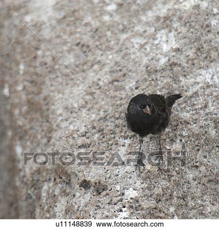 Medium Ground finch (Geospiza fortis), Genovesa Island, Galapagos Islands, Ecuador View Large Photo Image Stock Photo - Medium Ground finch (Geospiza fortis), Genovesa Island, Galapagos Islands, Ecuador. Fotosearch