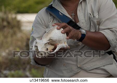 Stock Photograph - Mid section view of a woman holding a conch shell, Tower Island, Darwin Bay, Genovesa Island, Galapagos Islands, Ecuador. Fotosearch