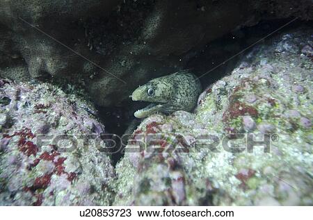 Moray Eel (Gymnothorax Prasinus) fish with its mouth open, Santa Cruz Island, Galapagos Islands, Ecuador View Large Photo Image Stock Image - Moray Eel (Gymnothorax Prasinus) fish with its mouth open, Santa Cruz Island, Galapagos Islands, Ecuador. Fotosearch