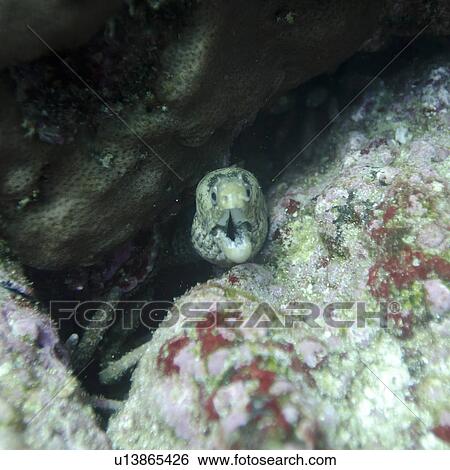 Stock Photograph - Moray Eel (Gymnothorax prasinus) with its mouth open, Santa Cruz Island, Galapagos Islands, Ecuador. Fotosearch