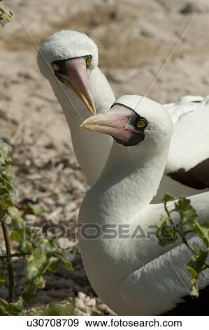 Stock Photo - Nazca boobies (Sula granti), Darwin Bay, Genovesa Island, Galapagos Islands, Ecuador. Fotosearch