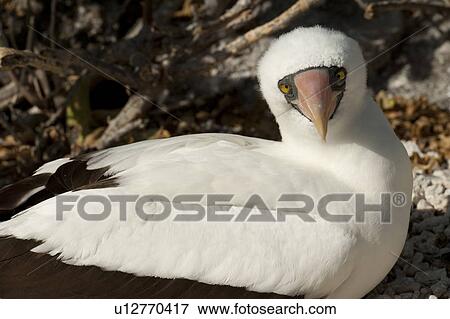 Stock Photo - Nazca booby (Sula granti), Darwin Bay, Genovesa Island, Galapagos Islands, Ecuador. Fotosearch