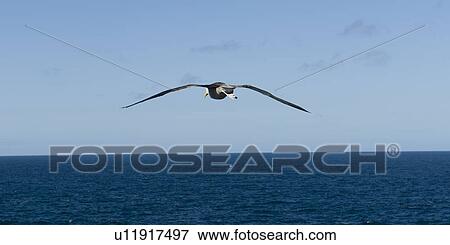 Stock Photo - Nazca booby (Sula granti) flying over the Pacific Ocean, Punta Suarez, Espanola Island, Galapagos Islands, Ecuador. Fotosearch