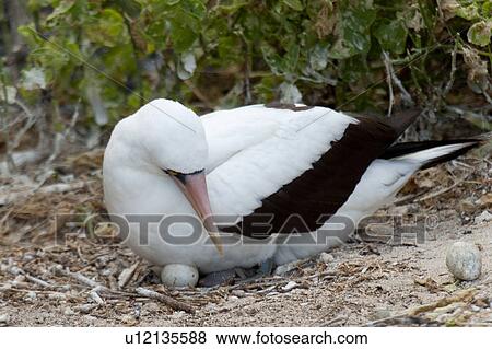 Nazca booby (Sula granti) hatching its eggs, Darwin Bay, Genovesa Island, Galapagos Islands, Ecuador View Large Photo Image Stock Photo - Nazca booby (Sula granti) hatching its eggs, Darwin Bay, Genovesa Island, Galapagos Islands, Ecuador. Fotosearch