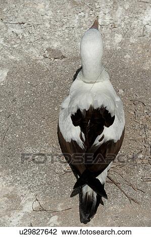 Nazca booby (Sula granti), Prince Philip's Steps, Genovesa Island, Galapagos Islands, Ecuador View Large Photo Image Stock Image - Nazca booby (Sula granti), Prince Philip's Steps, Genovesa Island, Galapagos Islands, Ecuador. Fotosearch