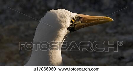 Nazca booby (Sula granti), Punta Suarez, Espanola Island, Galapagos Islands, Ecuador View Large Photo Image Stock Image - Nazca booby (Sula granti), Punta Suarez, Espanola Island, Galapagos Islands, Ecuador. Fotosearch