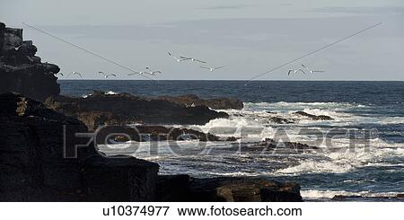 Nazca booby (Sula granti), Punta Suarez, Espanola Island, Hood Island, Galapagos Islands, Ecuador View Large Photo Image Stock Photo - Nazca booby (Sula granti), Punta Suarez, Espanola Island, Hood Island, Galapagos Islands, Ecuador. Fotosearch