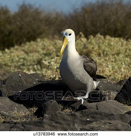 Nazca booby (Sula granti), Punta Suarez, Espanola Island, Galapagos Islands, Ecuador View Large Photo Image Stock Photograph - Nazca booby (Sula granti), Punta Suarez, Espanola Island, Galapagos Islands, Ecuador. Fotosearch