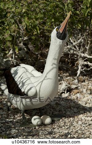 Stock Photograph - Nazca booby (Sula granti) with its eggs, Darwin Bay, Genovesa Island, Galapagos Islands, Ecuador. Fotosearch