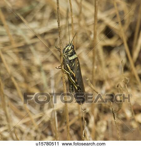 Painted locust (Schistocerca melanocera), North Seymour Island, Galapagos Islands, Ecuador View Large Photo Image Stock Image - Painted locust (Schistocerca melanocera), North Seymour Island, Galapagos Islands, Ecuador. Fotosearch