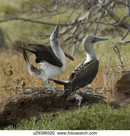 Pair of Blue-Footed boobies (Sula nebouxii), North Seymour Island, Galapagos Islands, Ecuador View Large Photo Image Stock Image - Pair of Blue-Footed boobies (Sula nebouxii), North Seymour Island, Galapagos Islands, Ecuador. Fotosearch