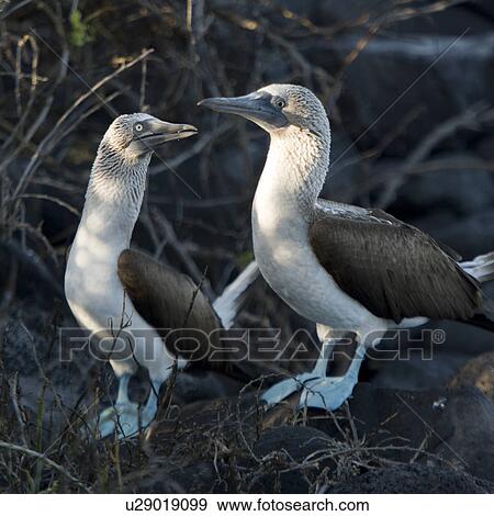Pair of Blue-Footed boobies (Sula nebouxii), Punta Suarez, Espanola Island, Galapagos Islands, Ecuador View Large Photo Image Stock Photo - Pair of Blue-Footed boobies (Sula nebouxii), Punta Suarez, Espanola Island, Galapagos Islands, Ecuador. Fotosearch