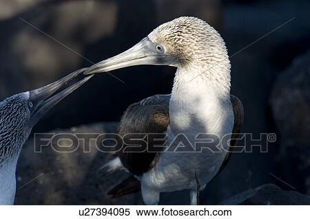 Stock Photography - Pair of Blue-Footed boobies (Sula nebouxii) loving, Punta Suarez, Espanola Island, Galapagos Islands, Ecuador. Fotosearch