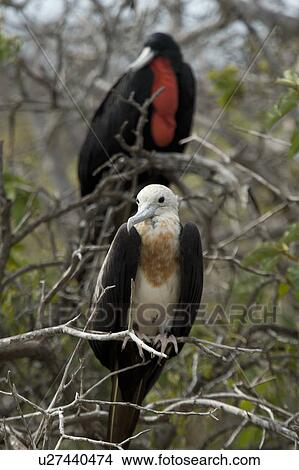 Picture - Pair of Great frigatebirds (Fregata minor) perching on branches, North Seymour Island, Galapagos Islands, Ecuador. Fotosearch