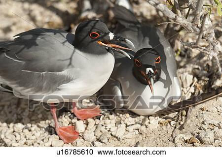 Pair of Lava gulls (Leucophaeus fuliginosus), Darwin Bay, Genovesa Island, Galapagos Islands, Ecuador View Large Photo Image Stock Image - Pair of Lava gulls (Leucophaeus fuliginosus), Darwin Bay, Genovesa Island, Galapagos Islands, Ecuador. Fotosearch