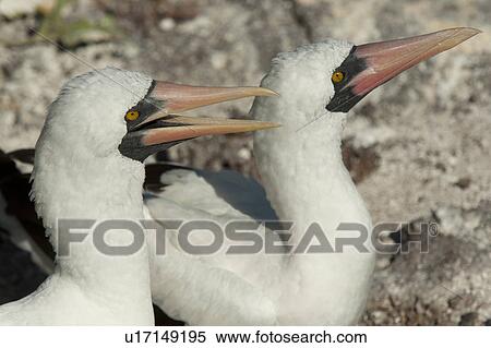 Stock Photography - Pair of Nazca boobies (Sula granti), Prince Philip's Steps, Genovesa Island, Galapagos Islands, Ecuador. Fotosearch