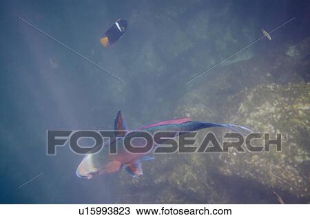 Parrotfish swimming underwater, Darwin Bay, Genovesa Island, Galapagos Islands, Ecuador View Large Photo Image Stock Image - Parrotfish swimming underwater, Darwin Bay, Genovesa Island, Galapagos Islands, Ecuador. Fotosearch