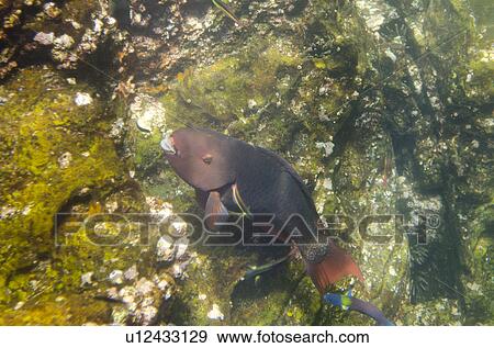 Stock Photo - Parrotfish swimming underwater, Darwin Bay, Genovesa Island, Galapagos Islands, Ecuador. Fotosearch