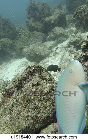 Parrotfish swimming underwater, Santa Cruz Island, Galapagos Islands, Ecuador View Large Photo Image Stock Image - Parrotfish swimming underwater, Santa Cruz Island, Galapagos Islands, Ecuador. Fotosearch