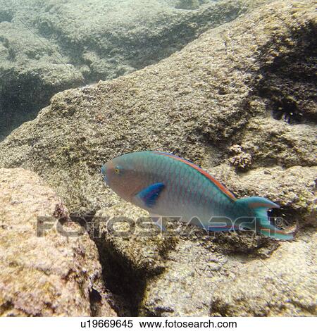 Parrotfish swimming underwater, Bartolome Island, Galapagos Islands, Ecuador View Large Photo Image Stock Photography - Parrotfish swimming underwater, Bartolome Island, Galapagos Islands, Ecuador. Fotosearch