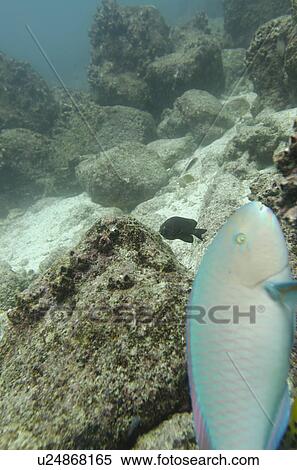 Parrotfish under water, Santa Cruz Island, Galapagos Islands, Ecuador View Large Photo Image Stock Photography - Parrotfish under water, Santa Cruz Island, Galapagos Islands, Ecuador. Fotosearch