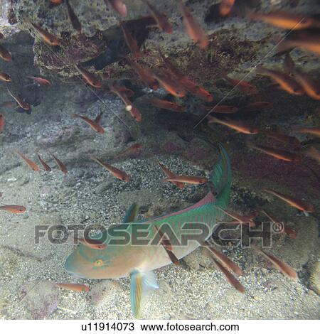 Stock Image - Parrotfish with another small fish swimming underwater, Bartolome Island, Galapagos Islands, Ecuador. Fotosearch