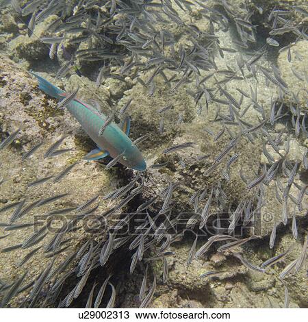 Stock Image - Parrotfish with another small fish swimming underwater, Bartolome Island, Galapagos Islands, Ecuador. Fotosearch