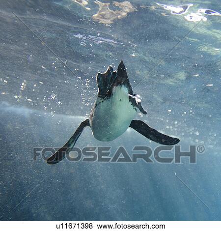 Stock Photo - Penguin swimming underwater, Puerto Egas, Santiago Island, Galapagos Islands, Ecuador. Fotosearch