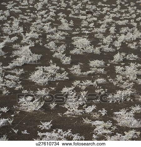 Picture - Plants on a landscape, Bartolome island, Galapagos Islands, Ecuador. Fotosearch