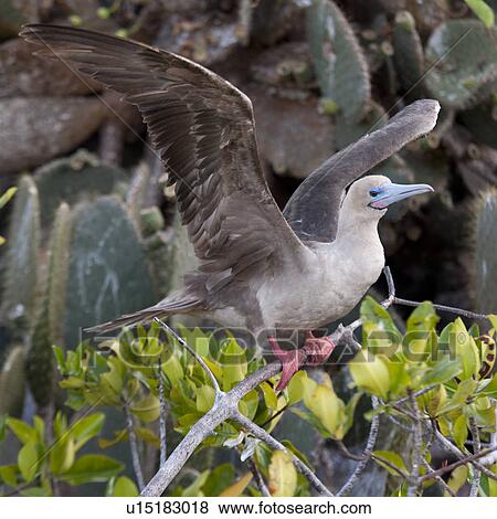 Stock Photo - Red-Footed booby (Sula sula) about to take off from a twig, Genovesa Island, Galapagos Islands, Ecuador. Fotosearch