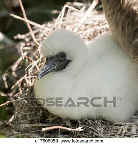 Stock Photo - Red-Footed booby (Sula sula) chick in nest, Genovesa Island, Galapagos Islands, Ecuador. Fotosearch