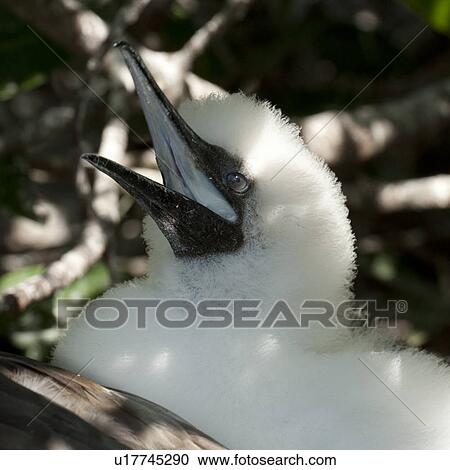 Red-Footed booby (Sula sula) chick calling, Genovesa Island, Galapagos Islands, Ecuador View Large Photo Image Stock Image - Red-Footed booby (Sula sula) chick calling, Genovesa Island, Galapagos Islands, Ecuador. Fotosearch