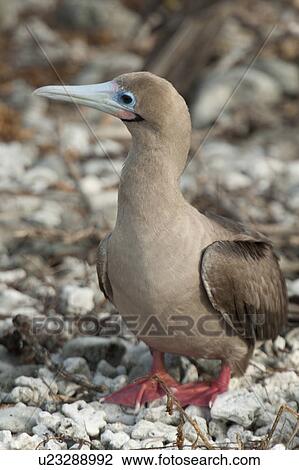 Stock Image - Red-Footed booby (Sula sula), Darwin Bay, Genovesa Island, Galapagos Islands, Ecuador. Fotosearch