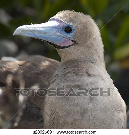 Red-Footed booby (Sula sula), Genovesa Island, Galapagos Islands, Ecuador View Large Photo Image Stock Image - Red-Footed booby (Sula sula), Genovesa Island, Galapagos Islands, Ecuador. Fotosearch