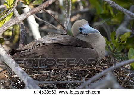 Stock Photo - Red-Footed booby (Sula sula) in its nest, Darwin Bay, Genovesa Island, Galapagos Islands, Ecuador. Fotosearch