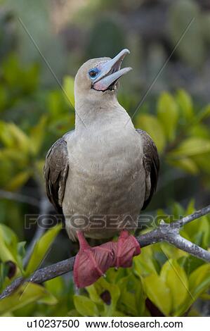 Stock Image - Red-Footed booby (Sula sula) perching on a branch, Darwin Bay, Genovesa Island, Galapagos Islands, Ecuador. Fotosearch