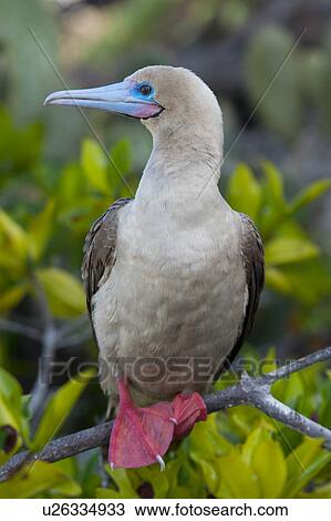 Red-Footed booby (Sula sula) perching on a branch, Darwin Bay, Genovesa Island, Galapagos Islands, Ecuador View Large Photo Image Stock Image - Red-Footed booby (Sula sula) perching on a branch, Darwin Bay, Genovesa Island, Galapagos Islands, Ecuador. Fotosearch