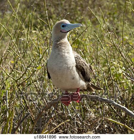 Stock Photograph - Red-Footed booby (Sula sula) perching on a twig, Genovesa Island, Galapagos Islands, Ecuador. Fotosearch