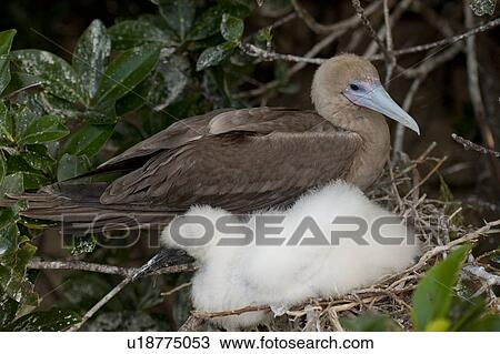 Stock Image - Red-Footed booby (Sula sula) with its chick, Darwin Bay, Genovesa Island, Galapagos Islands, Ecuador. Fotosearch