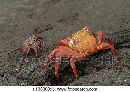 Sally Lightfoot crabs (Grapsus grapsus) on rocky beach, Punta Espinoza, Galapagos Islands, Ecuador View Large Photo Image Stock Photography - Sally Lightfoot crabs (Grapsus grapsus) on rocky beach, Punta Espinoza, Galapagos Islands, Ecuador. Fotosearch