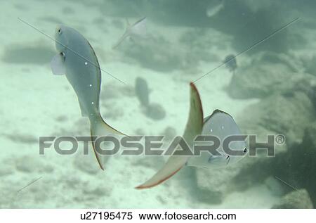 Stock Photography - Santa Cruz Island, Galapagos Islands, Ecuador. Fotosearch