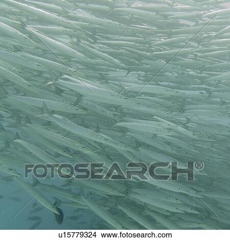 Picture - School of Barracuda fish swimming underwater, Santa Cruz Island, Galapagos Islands, Ecuador. Fotosearch