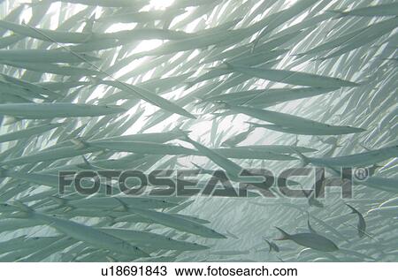 Stock Image - School of Barracuda fish swimming underwater, Santa Cruz Island, Galapagos Islands, Ecuador. Fotosearch