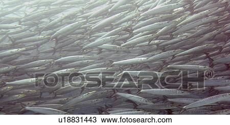 Stock Image - School of Barracuda fish swimming underwater, Santa Cruz Island, Galapagos Islands, Ecuador. Fotosearch
