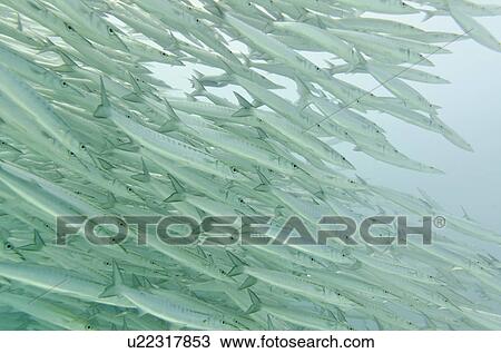 School of Barracuda fish swimming underwater, Santa Cruz Island, Galapagos Islands, Ecuador View Large Photo Image Stock Image - School of Barracuda fish swimming underwater, Santa Cruz Island, Galapagos Islands, Ecuador. Fotosearch