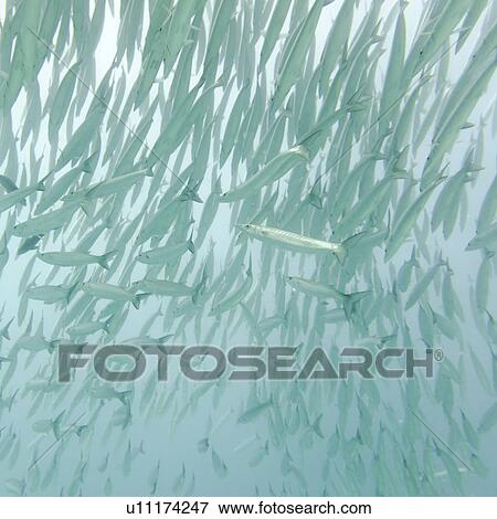 Stock Photo - School of Barracuda fish swimming underwater, Santa Cruz Island, Galapagos Islands, Ecuador. Fotosearch