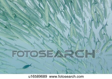 Stock Photo - School of Barracuda fish swimming underwater, Santa Cruz Island, Galapagos Islands, Ecuador. Fotosearch
