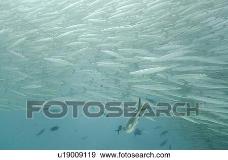 Stock Photo - School of Barracuda fish swimming underwater, Santa Cruz Island, Galapagos Islands, Ecuador. Fotosearch