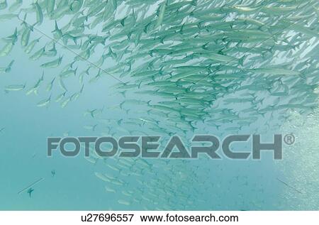 Stock Photo - School of Barracuda fish swimming underwater, Santa Cruz Island, Galapagos Islands, Ecuador. Fotosearch