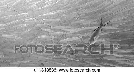 Stock Photograph - School of Barracuda Fish swimming Underwater, Santa Cruz Island, Galapagos Islands, Ecuador. Fotosearch